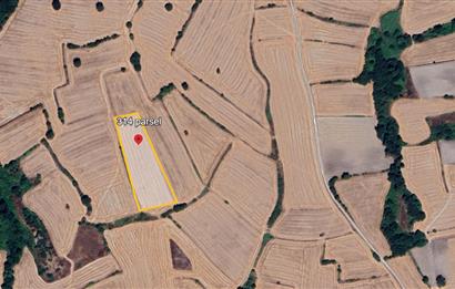 C21 BAL'DAN BALIKESİR/SUSURLUK/YAĞCIKÖY// 9100 M2 SATILIK TARLA