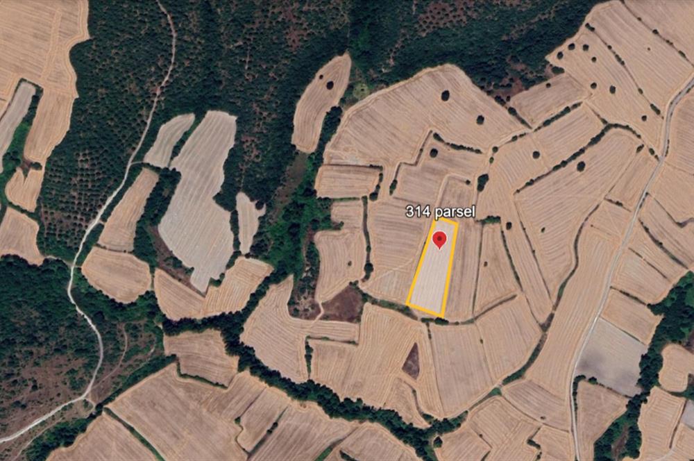 C21 BAL'DAN BALIKESİR/SUSURLUK/YAĞCIKÖY// 9100 M2 SATILIK TARLA