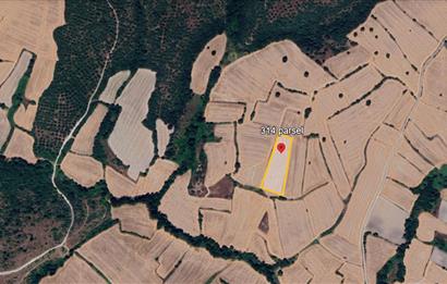 C21 BAL'DAN BALIKESİR/SUSURLUK/YAĞCIKÖY// 9100 M2 SATILIK TARLA