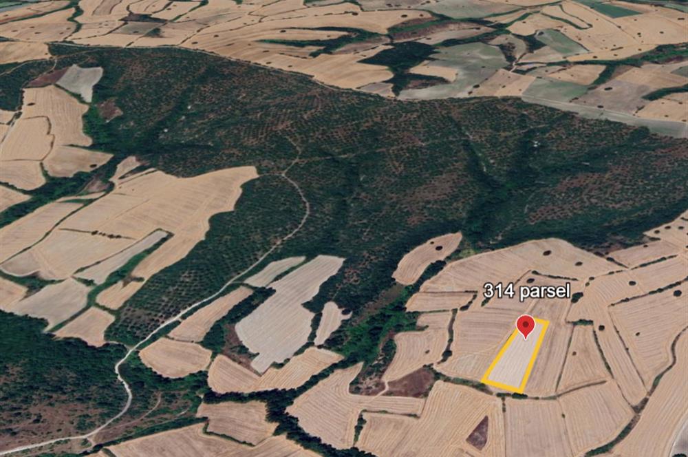 C21 BAL'DAN BALIKESİR/SUSURLUK/YAĞCIKÖY// 9100 M2 SATILIK TARLA