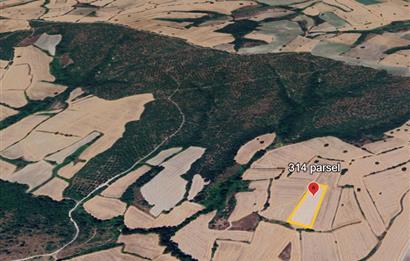 C21 BAL'DAN BALIKESİR/SUSURLUK/YAĞCIKÖY// 9100 M2 SATILIK TARLA