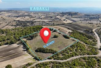 C21 WİNNER BALIKESİR CİNGE'DE 11.919m² SATILIK TARLA