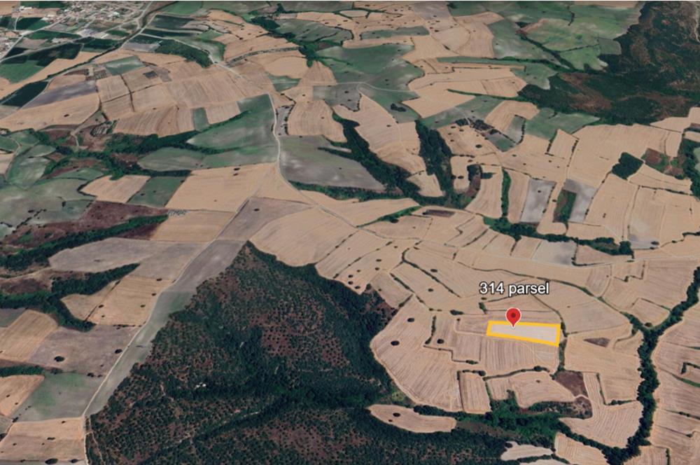 C21 BAL'DAN BALIKESİR/SUSURLUK/YAĞCIKÖY// 9100 M2 SATILIK TARLA