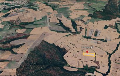 C21 BAL'DAN BALIKESİR/SUSURLUK/YAĞCIKÖY// 9100 M2 SATILIK TARLA