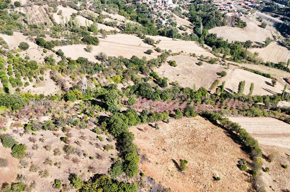 C21 WİNNER KEPSUT ÖRENHARMAN 8.207m² SATILIK BADEMLİK