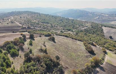 C21 WİNNER BALIKESİR CİNGE'DE 11.919m² SATILIK TARLA