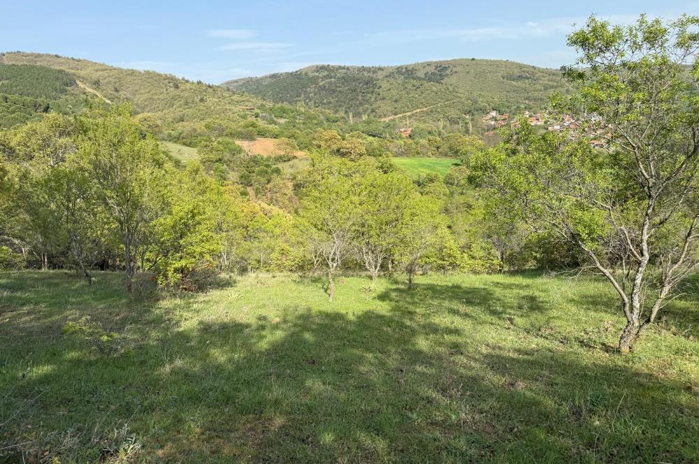 C21 WİNNER KEPSUT ÖRENHARMAN 8.207m² SATILIK BADEMLİK