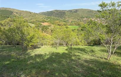 C21 WİNNER KEPSUT ÖRENHARMAN 8.207m² SATILIK BADEMLİK