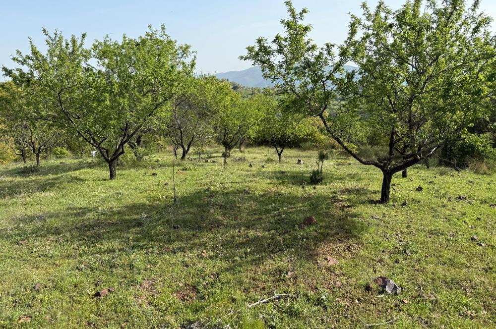 C21 WİNNER KEPSUT ÖRENHARMAN 8.207m² SATILIK BADEMLİK