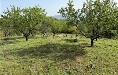 C21 WİNNER KEPSUT ÖRENHARMAN 8.207m² SATILIK BADEMLİK