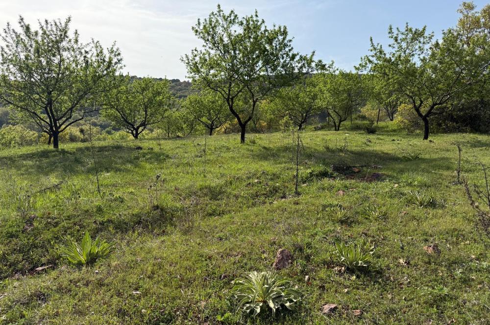 C21 WİNNER KEPSUT ÖRENHARMAN 8.207m² SATILIK BADEMLİK