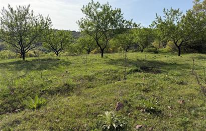 C21 WİNNER KEPSUT ÖRENHARMAN 8.207m² SATILIK BADEMLİK