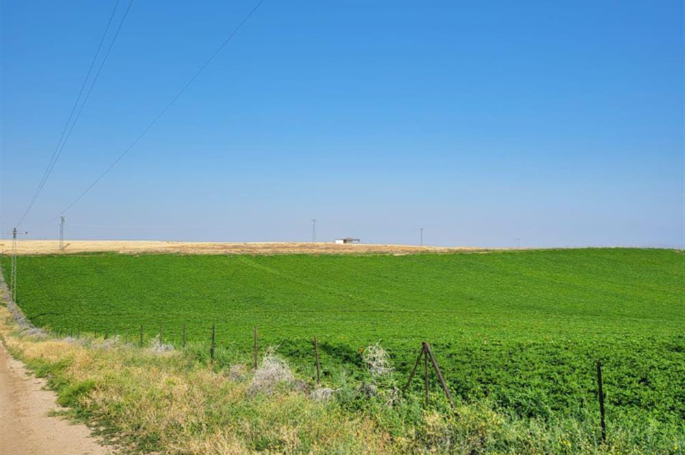 Şereflikoçhisar'da Baraja Sıfır, Elektrik ve Sulu 82 Dönüm Tarla