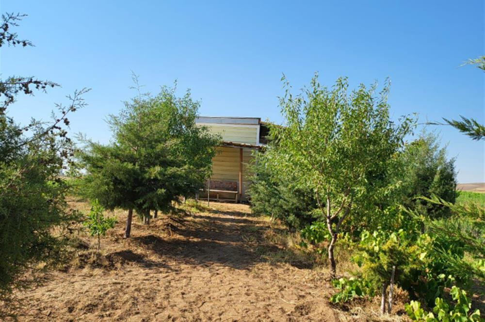 Şereflikoçhisar'da Baraja Sıfır, Elektrik ve Sulu 82 Dönüm Tarla