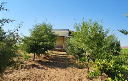 Şereflikoçhisar'da Baraja Sıfır, Elektrik ve Sulu 82 Dönüm Tarla