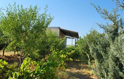 Şereflikoçhisar'da Baraja Sıfır, Elektrik ve Sulu 82 Dönüm Tarla