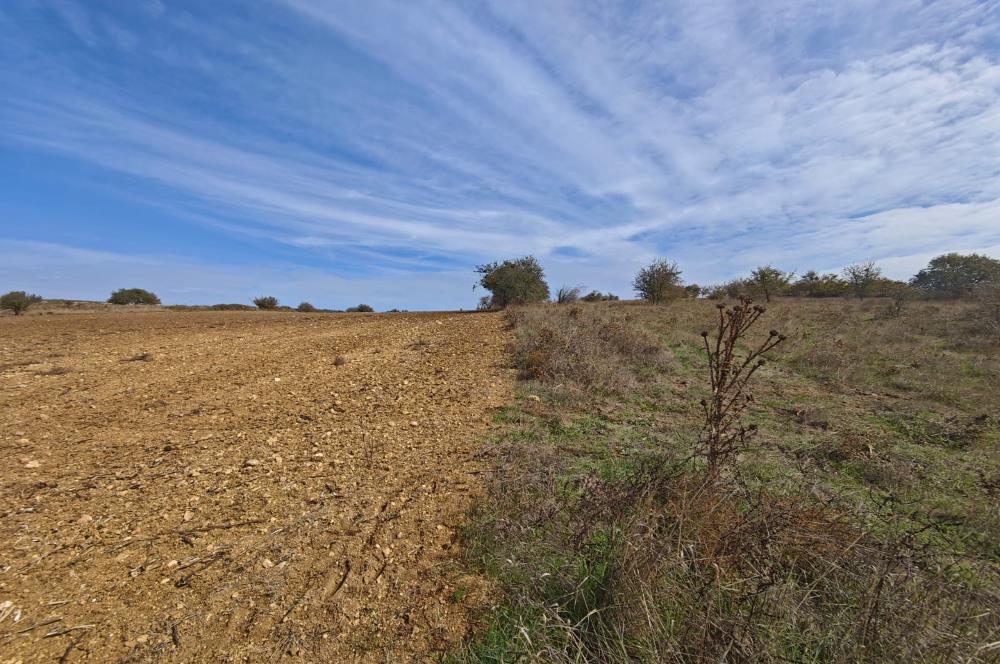 CENTRUY 21 BAL'DAN  SUSURLUK YILDIZ MAHALLESİ SATILIK TARLA