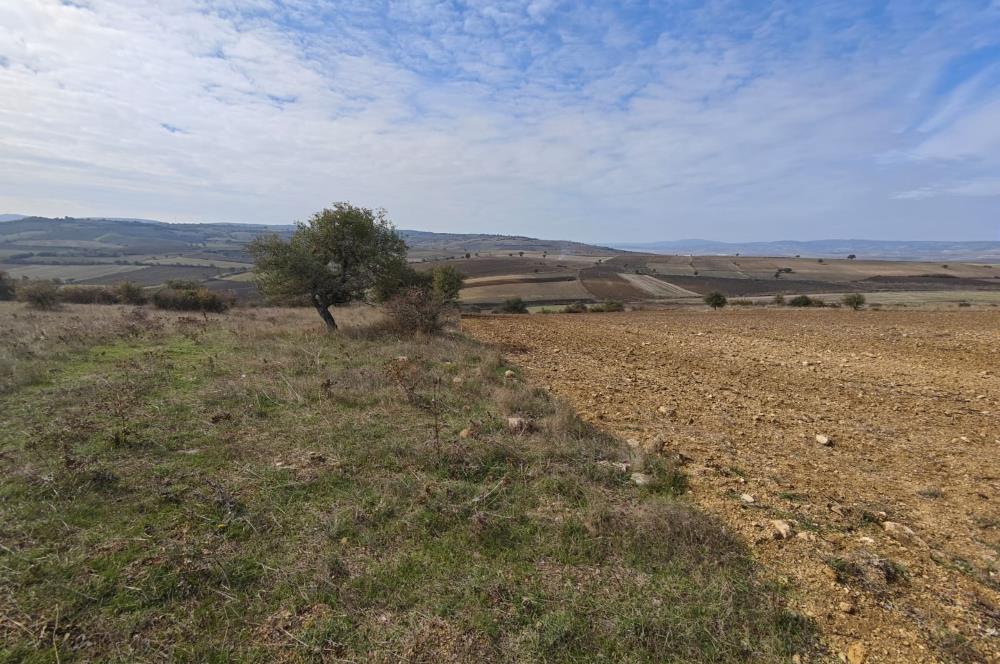 CENTRUY 21 BAL'DAN  SUSURLUK YILDIZ MAHALLESİ SATILIK TARLA