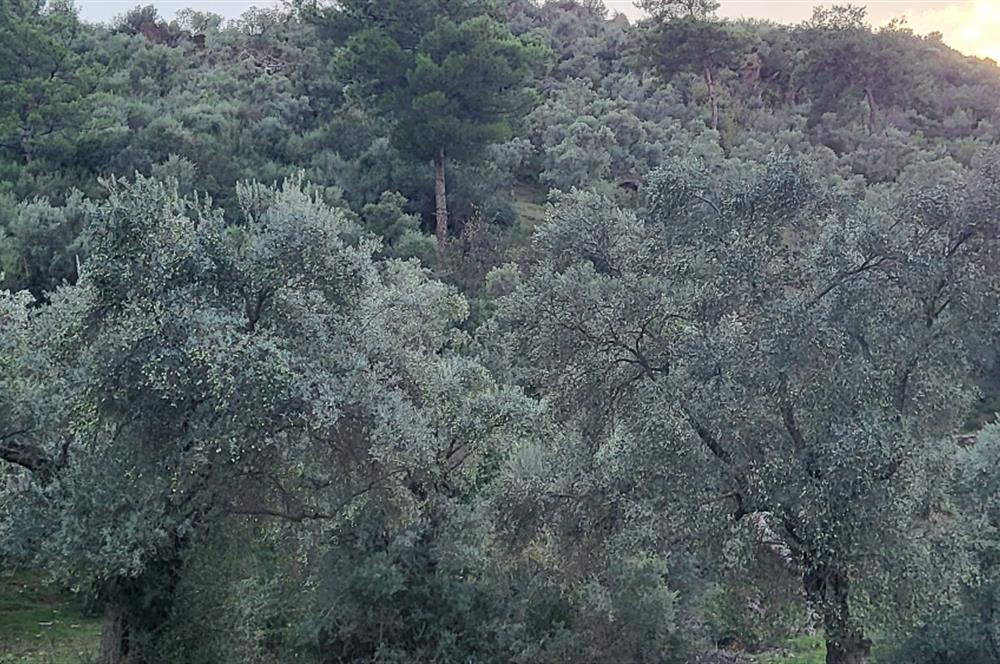 Milas Kızılcayıkık Çakaldağı Mevkinde Satılık Zeytinlik