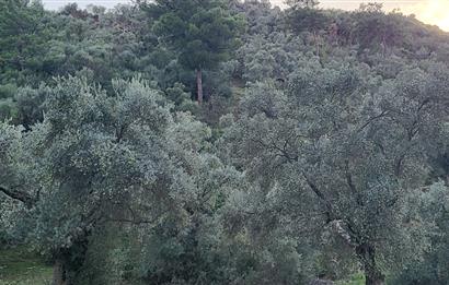 Milas Kızılcayıkık Çakaldağı Mevkinde Satılık Zeytinlik