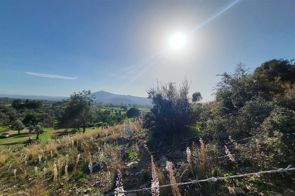 Muğla Milas Kızılcayıkık Satılık Zeytinlik