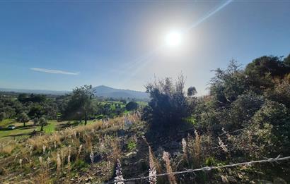 Muğla Milas Kızılcayıkık Satılık Zeytinlik