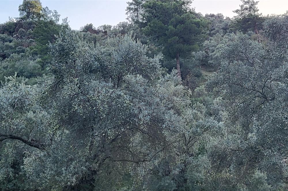 Milas Kızılcayıkık Çakaldağı Mevkinde Satılık Zeytinlik