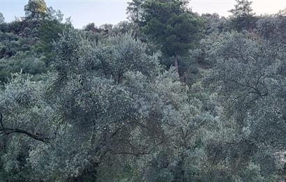 Milas Kızılcayıkık Çakaldağı Mevkinde Satılık Zeytinlik