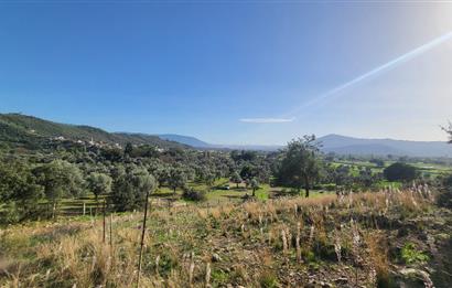 Muğla Milas Kızılcayıkık Satılık Zeytinlik