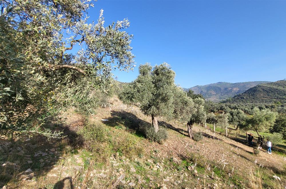 Muğla Milas Kızılcayıkık Satılık Zeytinlik