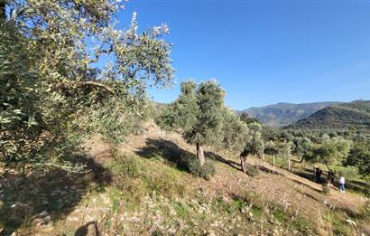Muğla Milas Kızılcayıkık Satılık Zeytinlik
