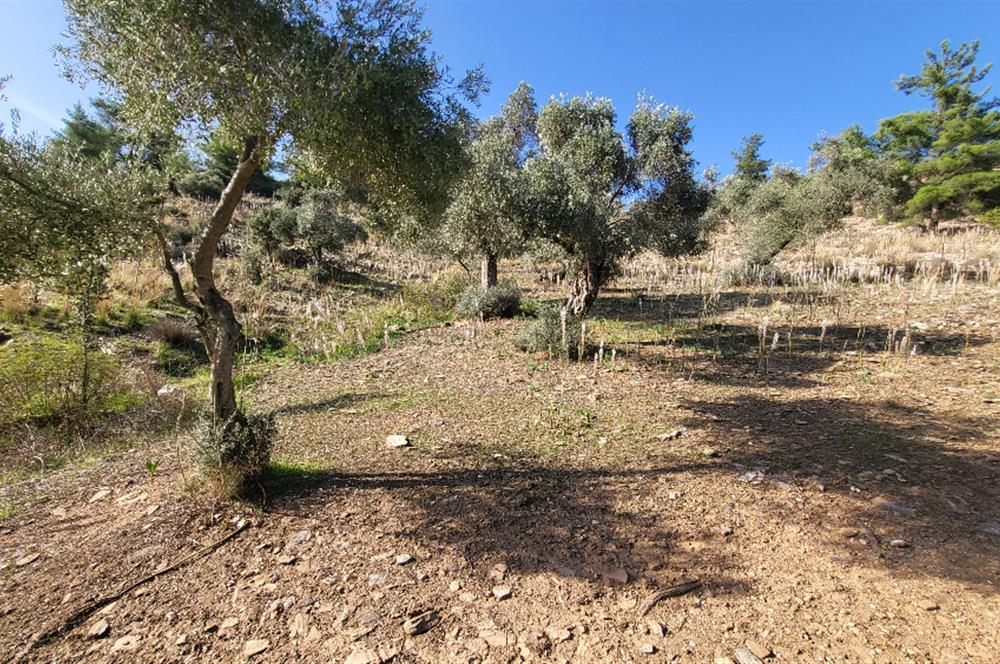 Muğla Milas Kızılcayıkık Satılık Zeytinlik