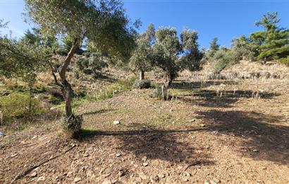 Muğla Milas Kızılcayıkık Satılık Zeytinlik