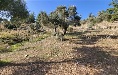 Muğla Milas Kızılcayıkık Satılık Zeytinlik