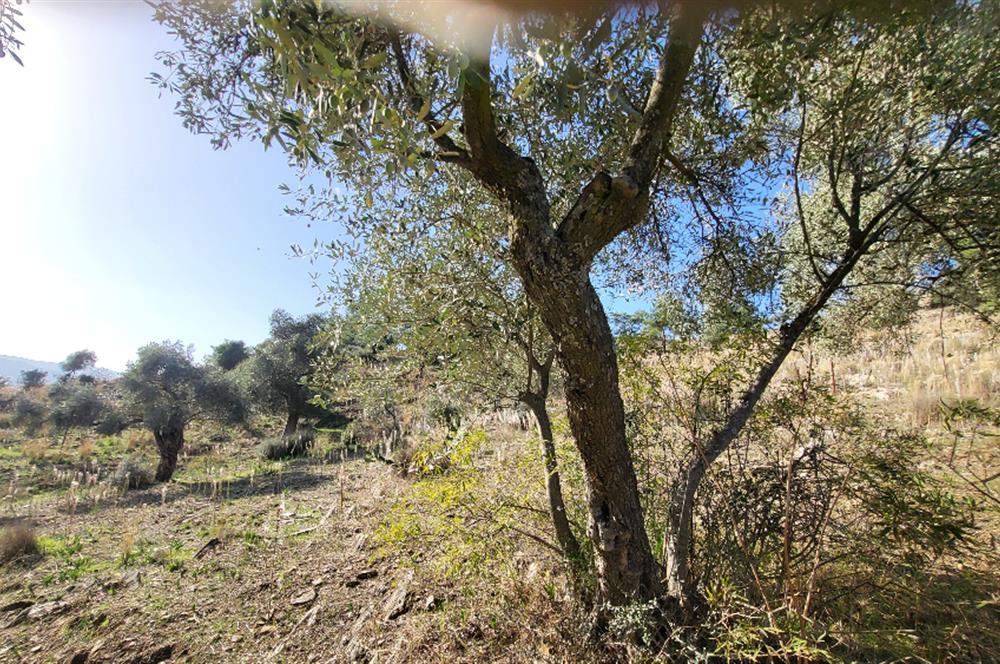 Muğla Milas Kızılcayıkık Satılık Zeytinlik