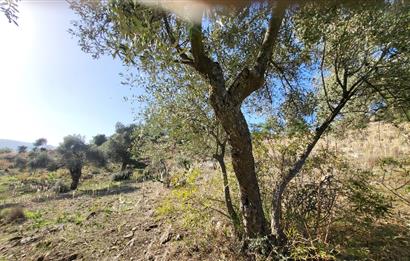 Muğla Milas Kızılcayıkık Satılık Zeytinlik
