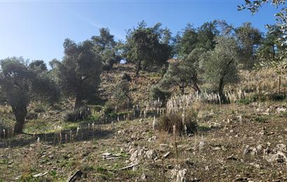 Muğla Milas Kızılcayıkık Satılık Zeytinlik