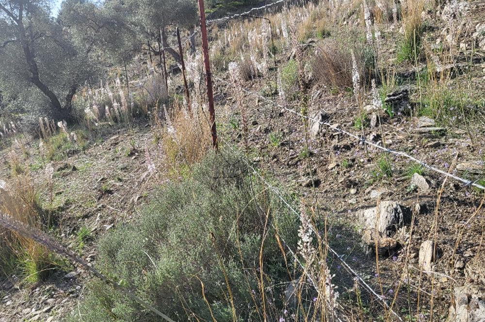 Muğla Milas Kızılcayıkık Satılık Zeytinlik