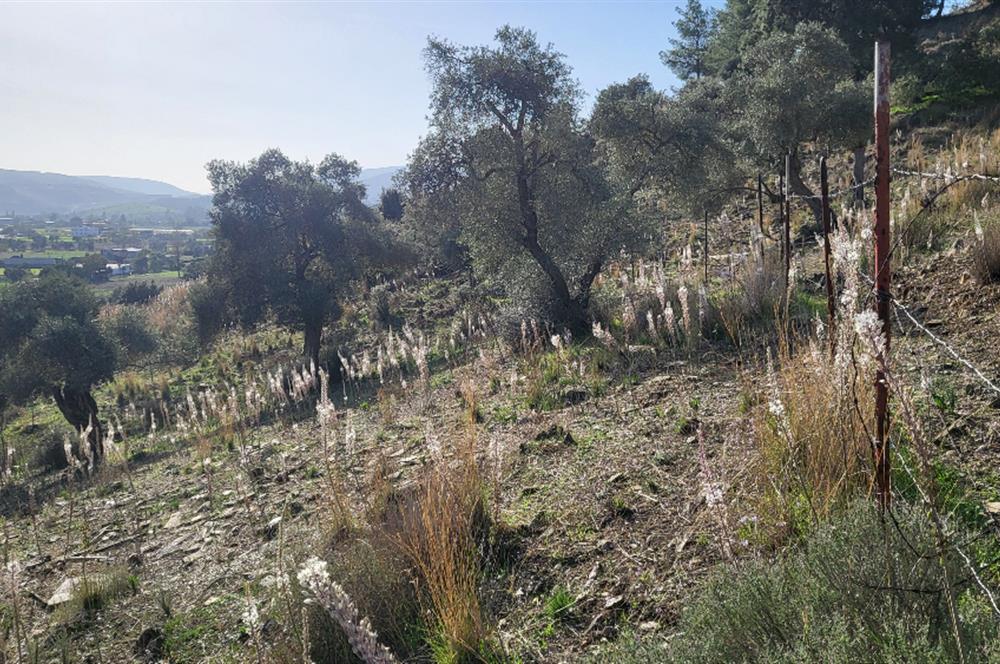 Muğla Milas Kızılcayıkık Satılık Zeytinlik