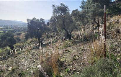 Muğla Milas Kızılcayıkık Satılık Zeytinlik