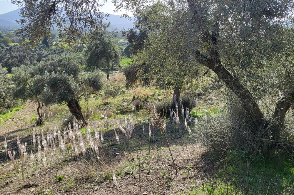 Muğla Milas Kızılcayıkık Satılık Zeytinlik