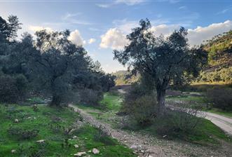 Milas Kızılcayıkık Çakaldağı Mevkinde Satılık Zeytinlik