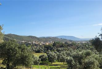 Muğla Milas Kızılcayıkık Satılık Zeytinlik