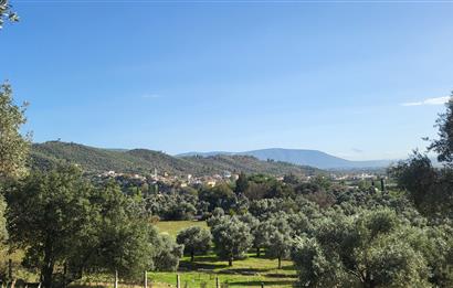 Muğla Milas Kızılcayıkık Satılık Zeytinlik