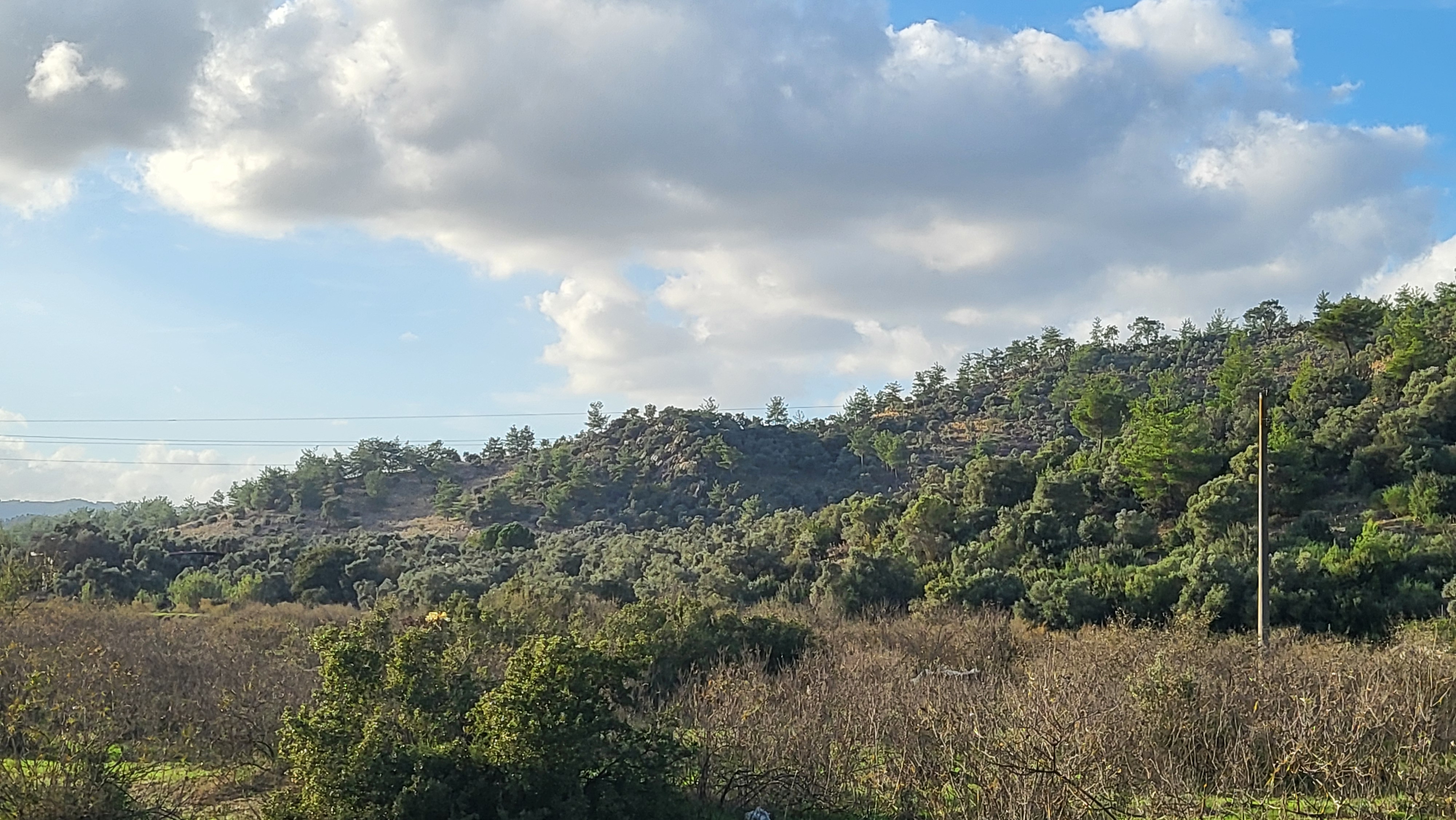 Muğla Milas Kızılcayıkık Satılık Aşılı Zeytinlik