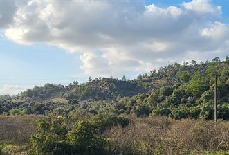 Muğla Milas Kızılcayıkık Satılık Aşılı Zeytinlik