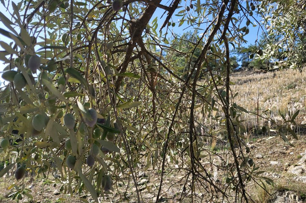 Muğla Milas Kızılcayıkık Satılık Zeytinlik