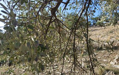 Muğla Milas Kızılcayıkık Satılık Zeytinlik