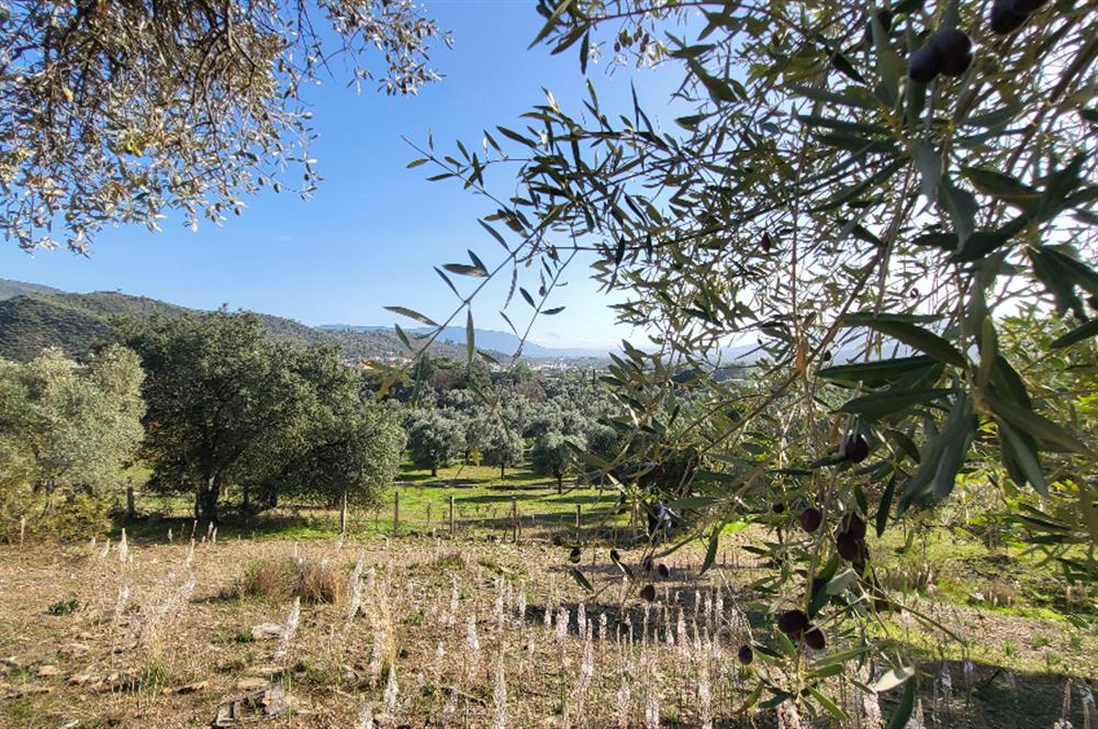 Muğla Milas Kızılcayıkık Satılık Zeytinlik