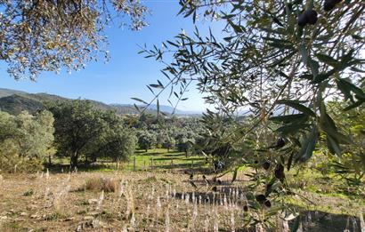 Muğla Milas Kızılcayıkık Satılık Zeytinlik